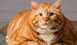 橘猫s6爆料视频,揭秘全新视频内容亮点
