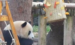 三斤大姐爆料熊猫视频