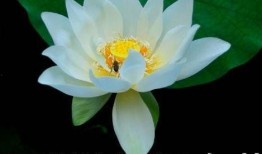 网红吃瓜头像微信背景图,揭秘微信背景图新潮流