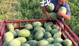 娱乐圈的瓜可以吃,揭秘明星幕后故事