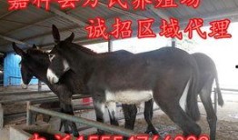 小洲爆料二驴是真的吗视频,视频内容深度解析