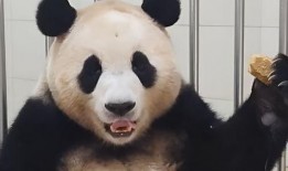 三斤大姐爆料熊猫视频