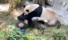 三斤大姐爆料熊猫视频