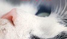 痞子猫手机在线观看,一场笑料百出的奇幻冒险之旅