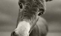 小洲爆料二驴是真的吗视频,视频内容深度解析