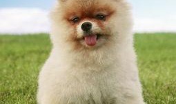 博美爆料新闻视频,新闻视频背后的惊人真相