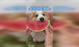 小狗吃瓜视频合集大全免费观看,小狗吃瓜视频合集免费畅享