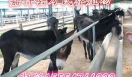 小洲爆料二驴是真的吗视频,视频内容深度解析