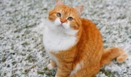 橘猫s6爆料视频,揭秘全新视频内容亮点