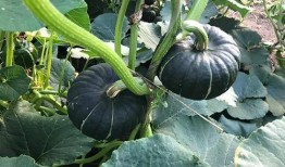 新疆网红求瓜吃播视频,一场别开生面的求瓜吃播盛宴