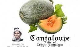 娱乐吃瓜喷子是谁的作品,网络红人的崛起与争议