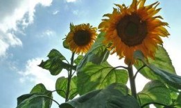 向日葵在线观看,追寻阳光的温暖之旅