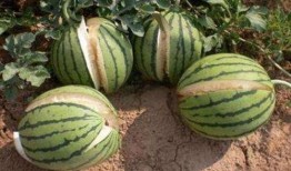 宁乡网红吃瓜事件真相,真相大白背后的网络舆论风暴