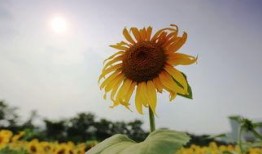 向日葵在线观看,追寻阳光的温暖之旅