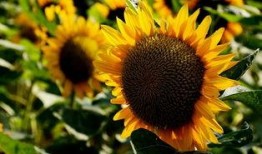 向日葵在线观看,追寻阳光的温暖之旅