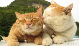 橘猫s6爆料视频,揭秘全新视频内容亮点