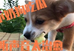 小狗吃瓜视频合集大全免费观看,小狗吃瓜视频合集免费畅享