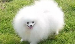 博美爆料新闻视频,新闻视频背后的惊人真相